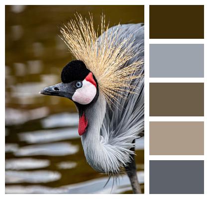 Bird Grey Crowned Crane Animals Image